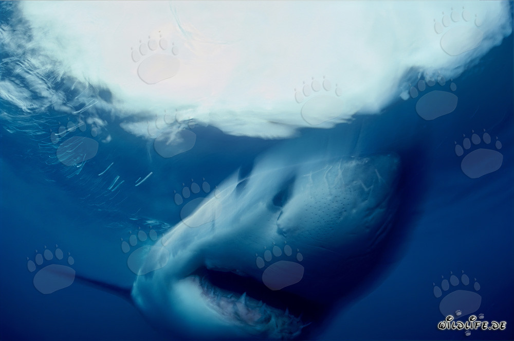 Grand requin blanc fascinant au large de la côte sud-africaine