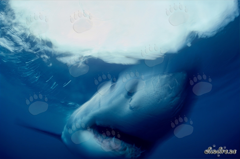 Fascinante Gran Tiburón Blanco frente a la costa de Sudáfrica