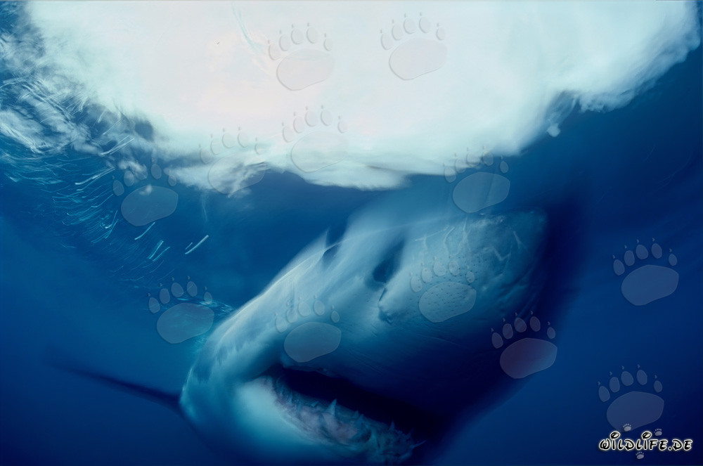 Faszinierender Weißer Hai vor der Küste Südafrikas