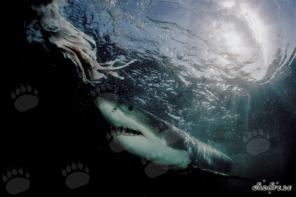 Majestic Great White Shark emerging from the depths