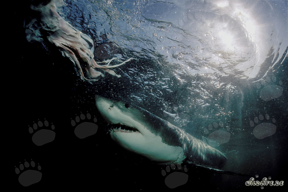 Grand requin blanc majestueux surgit des profondeurs