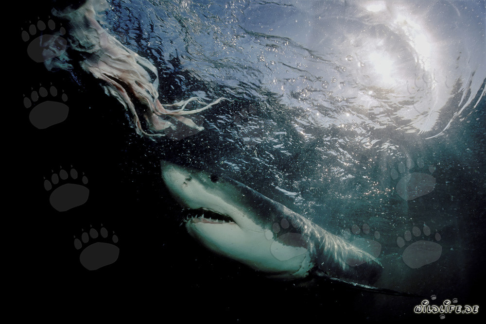 Maestoso squalo bianco emerge dalle profondità