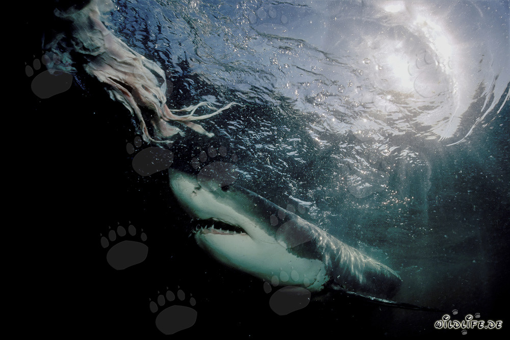 Majestätischer Weißer Hai taucht aus der Tiefe auf