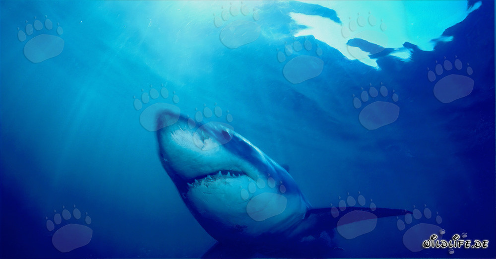 Grand requin blanc impressionnant traversant l'eau au large de la côte sud-africaine