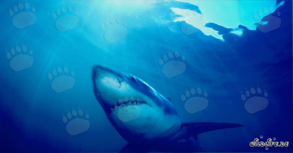 Impressive Great White Shark swimming through the water off the coast of South Africa