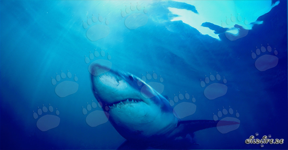 Imposanter Weißer Hai durchkreuzt das Wasser vor der Küste Südafrikas