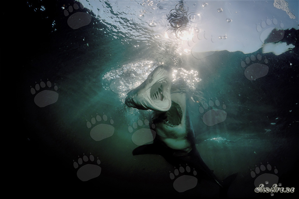 Great White Shark attacking Sevengill Shark in South Africa