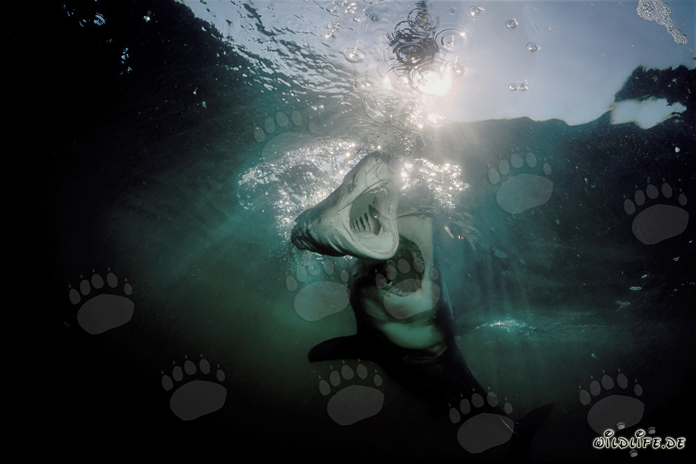 Grande Squalo Bianco attacca uno Squalo Sette Branchie in Sudafrica