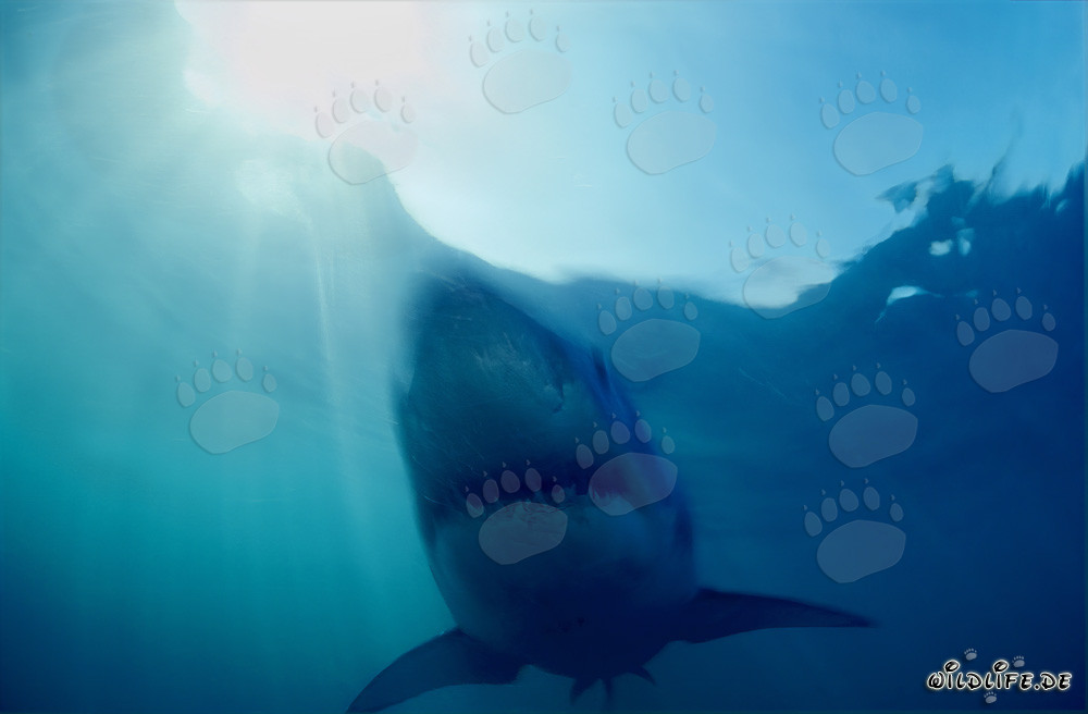 Gran Tiburón Blanco: El temido depredador de las profundidades marinas