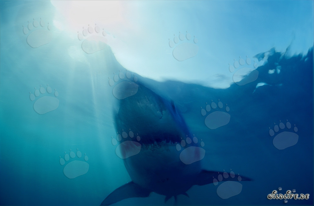 Grand Requin Blanc : Le redoutable chasseur des profondeurs