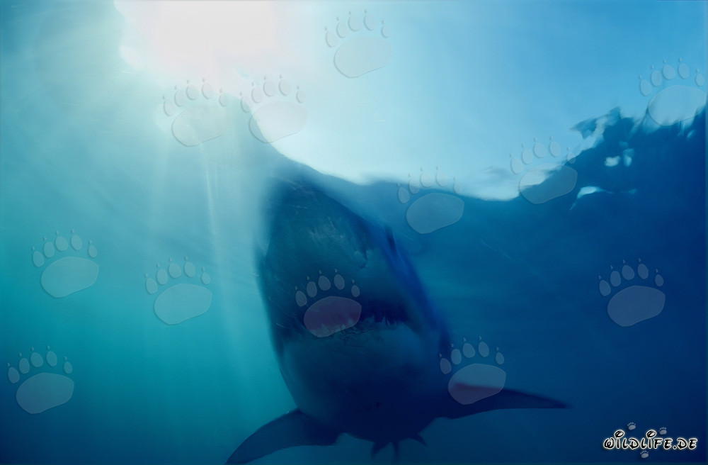 Grande Squalo Bianco: Il temuto cacciatore delle profondità marine