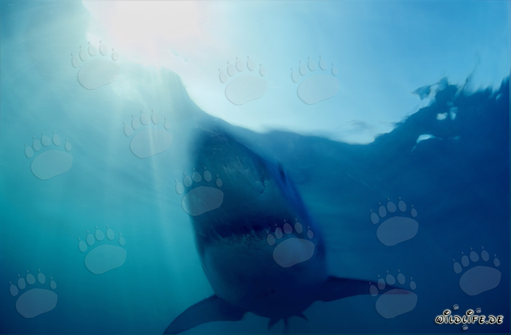 Imposanter Weißer Hai: Der gefürchtete Jäger der Tiefsee