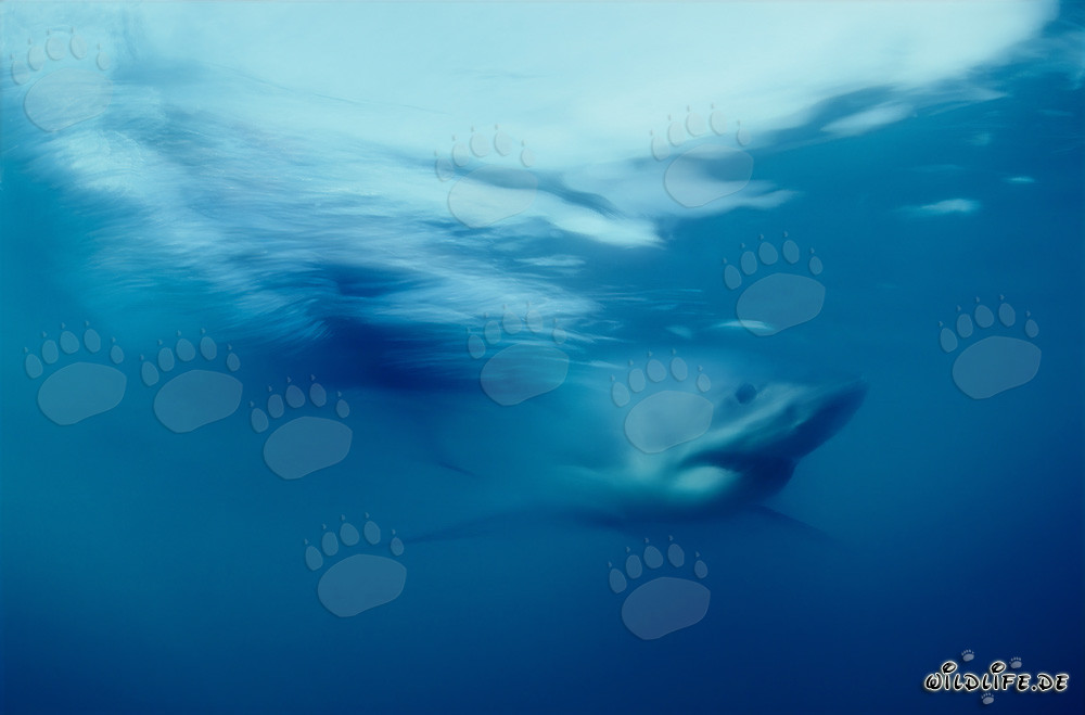 Impresionante Gran Tiburón Blanco en las aguas frente a Sudáfrica