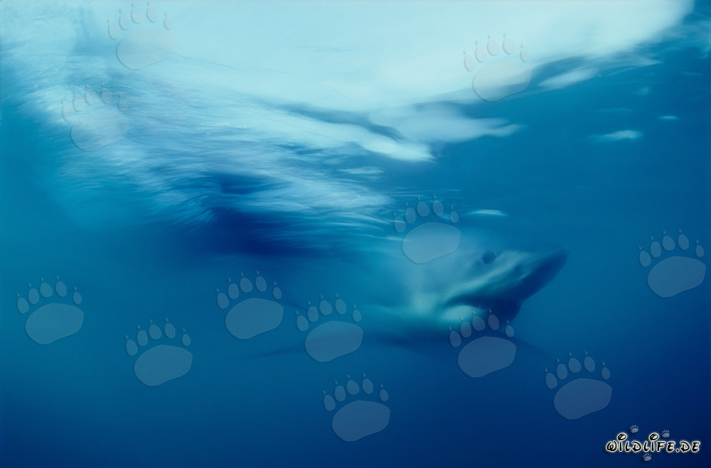 Grand requin blanc impressionnant dans les eaux au large de l'Afrique du Sud