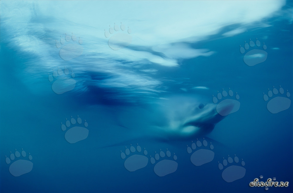 Impressive Great White Shark in the Waters off South Africa
