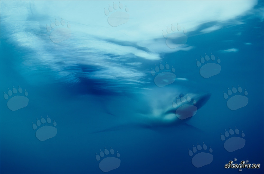 Imponente Squalo Bianco nelle acque al largo del Sudafrica