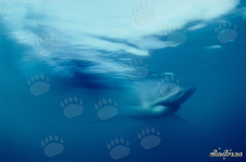 Imposanter Weißer Hai in den Gewässern vor Südafrika