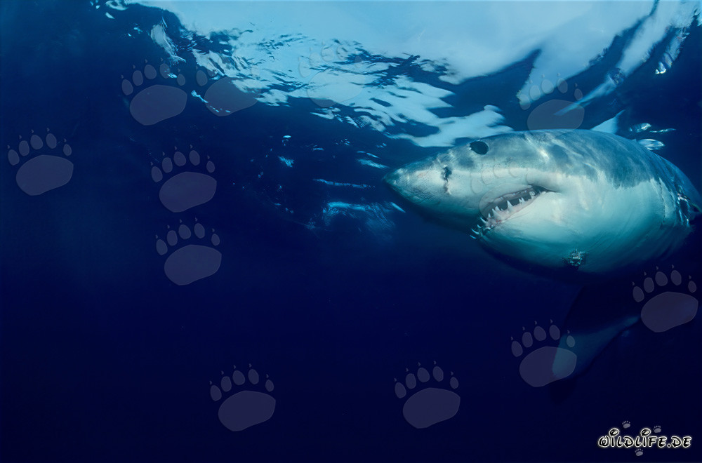 Gran Tiburón Blanco (Carcharodon carcharias) frente a la Isla Dyer, Sudáfrica