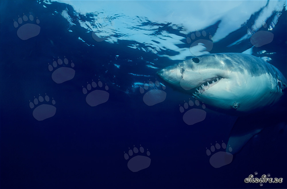 Grand Requin Blanc (Carcharodon carcharias) devant l'île Dyer, Afrique du Sud