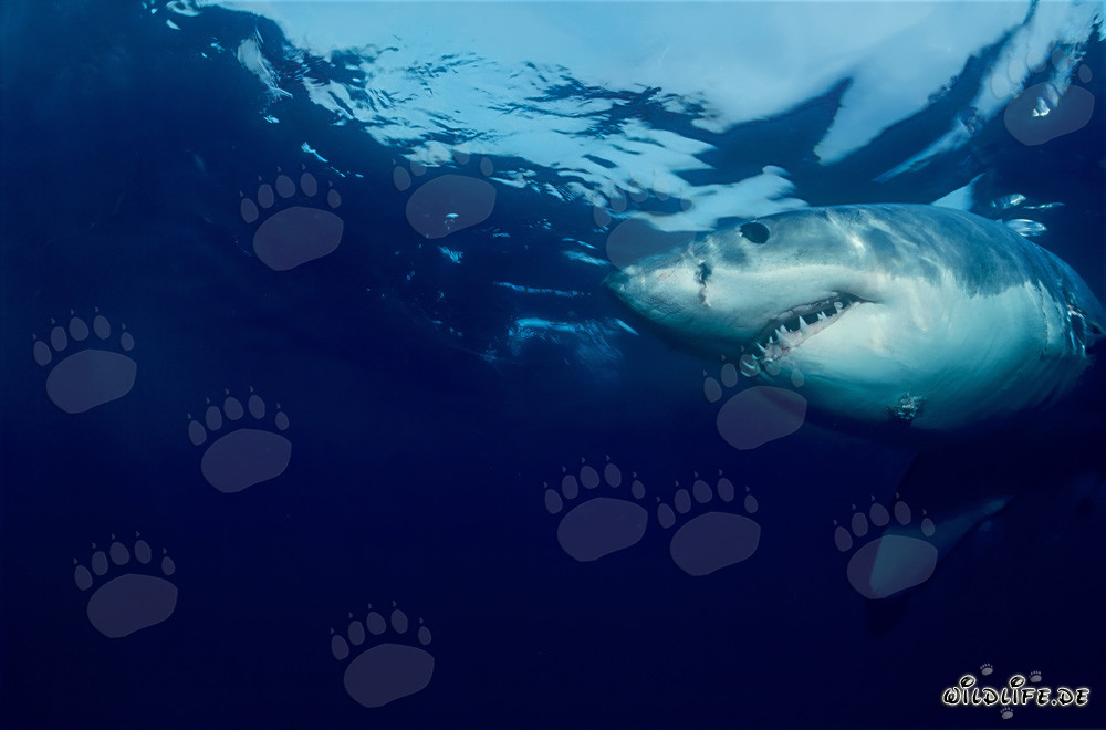 Grande Squalo Bianco (Carcharodon carcharias) davanti all'Isola Dyer, Sudafrica