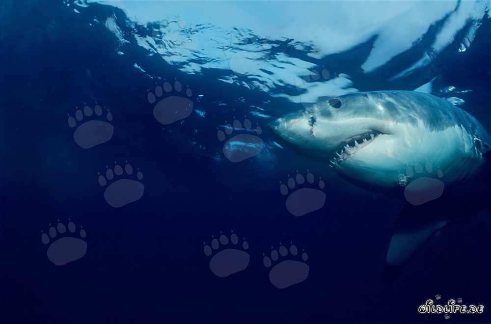 Great White Shark (Carcharodon carcharias) near Dyer Island, South Africa