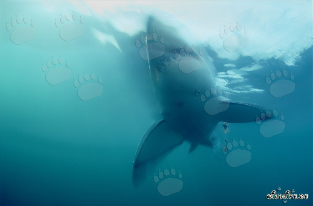 Gran tiburón blanco emerge abruptamente