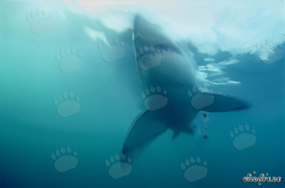 Grande requin blanc émerge abrupt