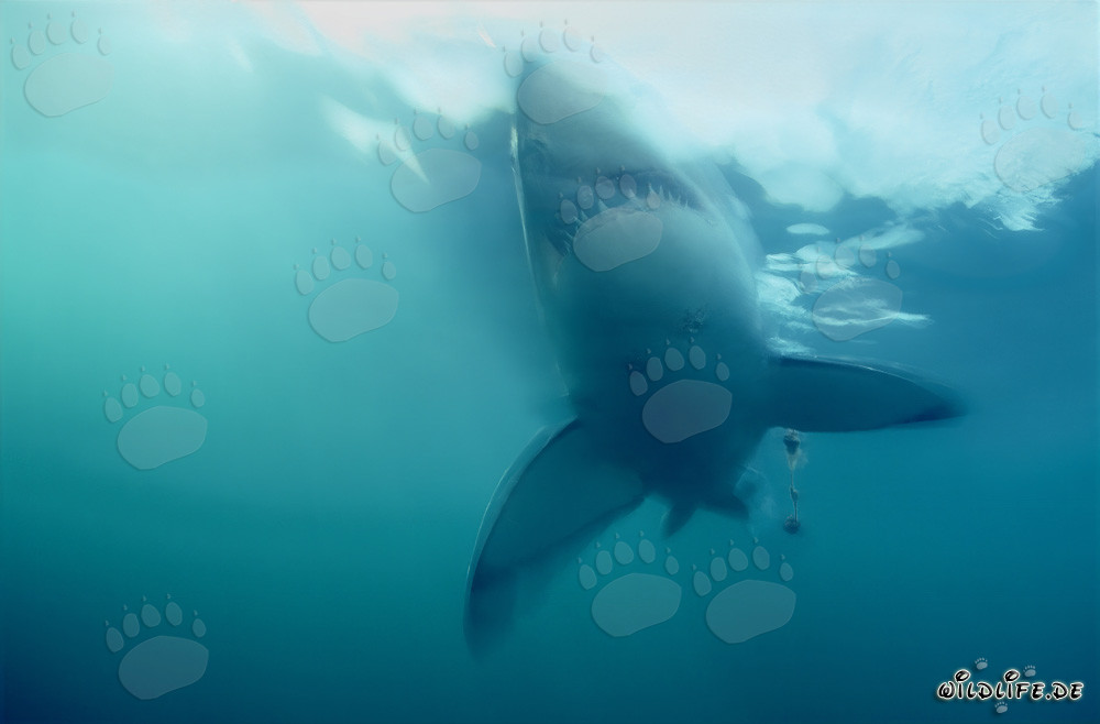 Grande squalo bianco emerge improvvisamente