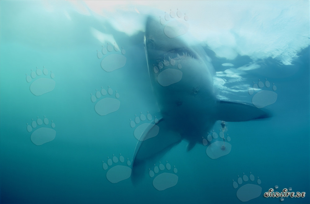 Impressive Great White Shark emerges steeply from the depths