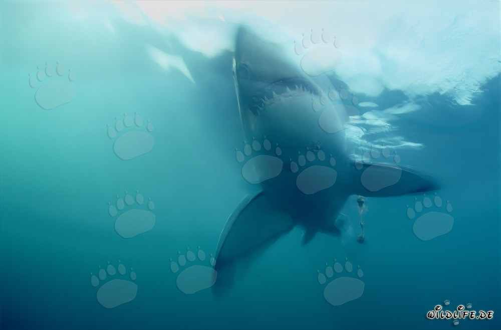 Imposanter Weißer Hai taucht steil nach oben auf