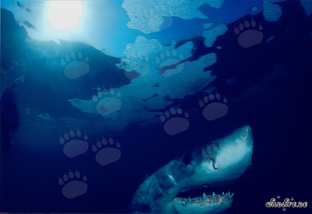 Grand requin blanc observant la surface de l'eau au large de la côte sud-africaine