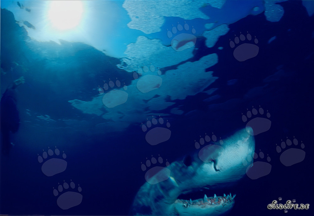 Impressive Great White Shark observing the water surface off the coast of South Africa