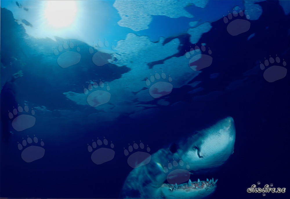 Imponente squalo bianco osserva la superficie dell'acqua al largo della costa sudafricana