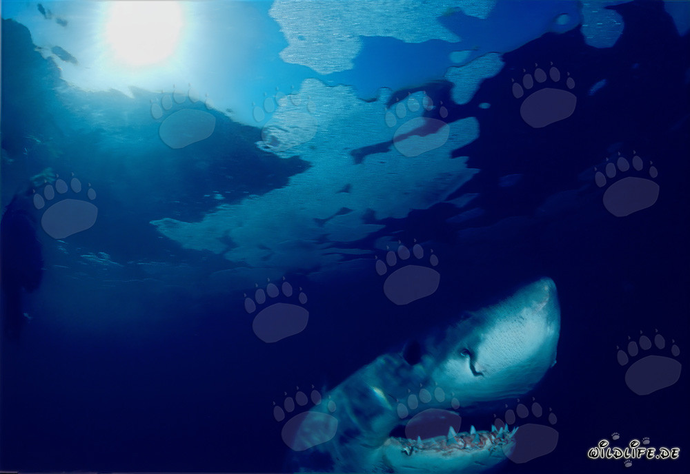 Imposanter Weißer Hai beobachtet die Wasseroberfläche vor der Küste Südafrikas