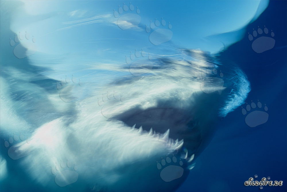 Requin blanc fantôme devant l'île de Dyer en Afrique du Sud