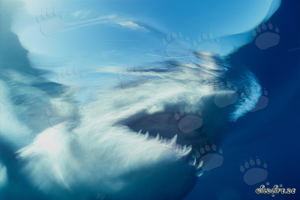 Squalo Bianco Fantasma davanti all'Isola Dyer in Sudafrica