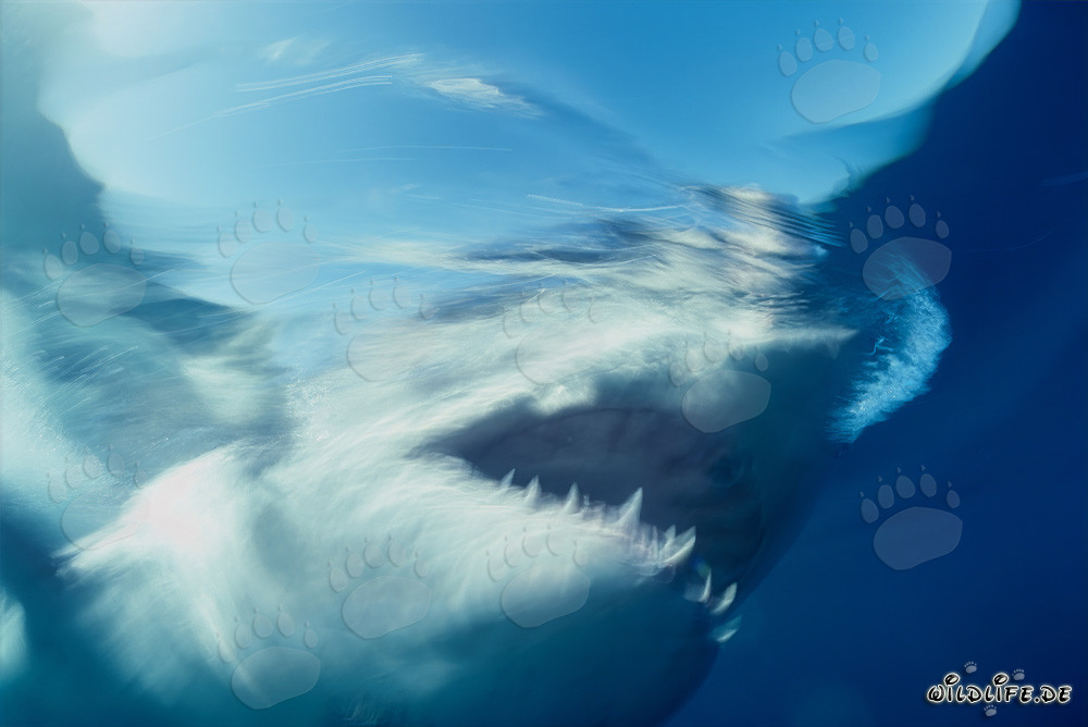 Phantom Weißer Hai vor Dyer Island in Südafrika