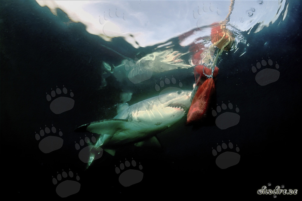 Grand requin blanc impressionnant près de la bouée d'appât de poisson au large de l'Afrique du Sud