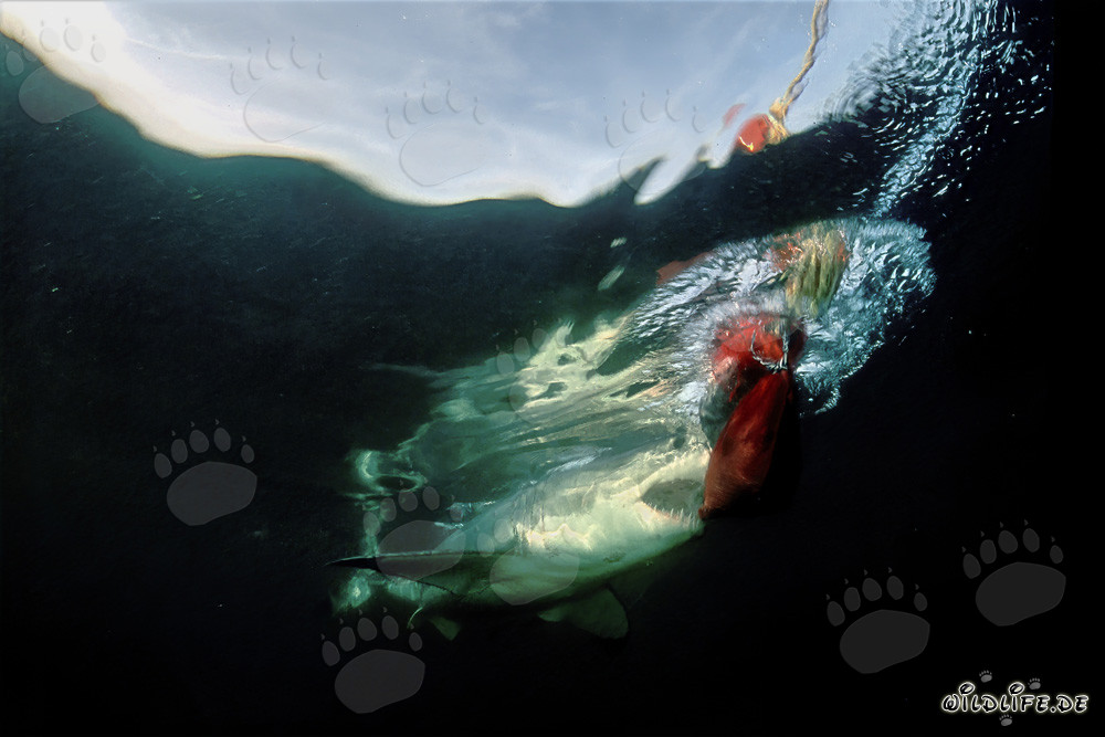 Grande squalo bianco morde il pesce esca