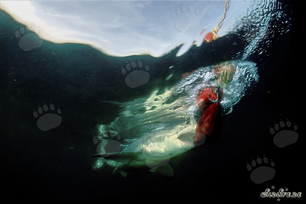 Großer Weißer Hai beißt in den Köderfisch