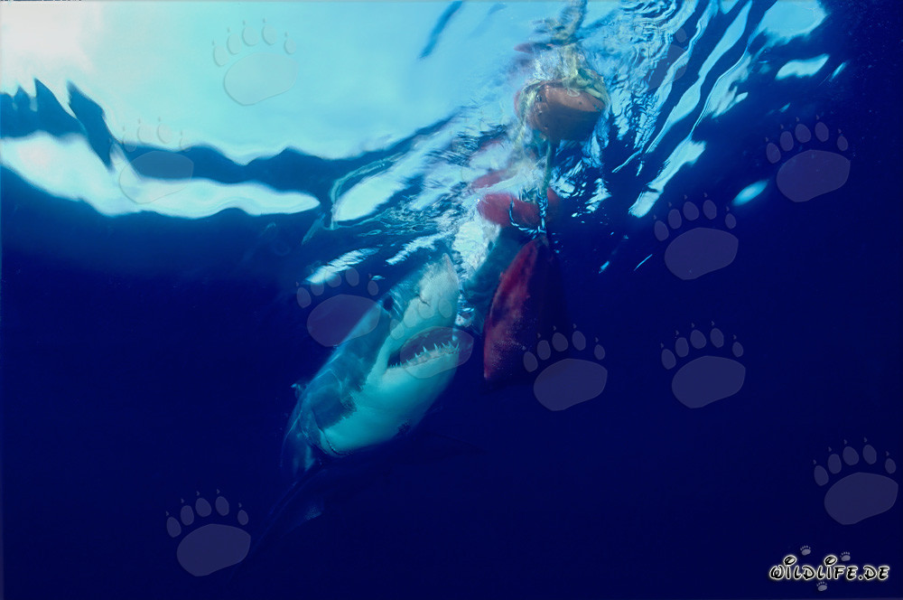 Grande squalo bianco di fronte all'isola rocciosa di Geyser Rock