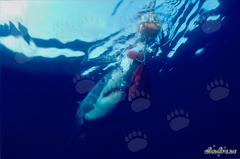 Great White Shark in front of Geyser Rock