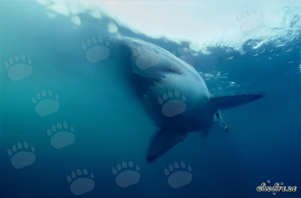 Majestuoso: El gran tiburón blanco en el océano