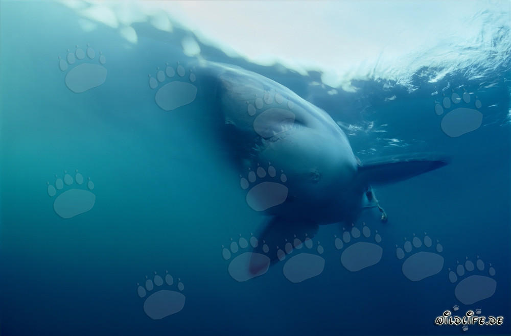 Majestueux : Le grand requin blanc dans l'océan