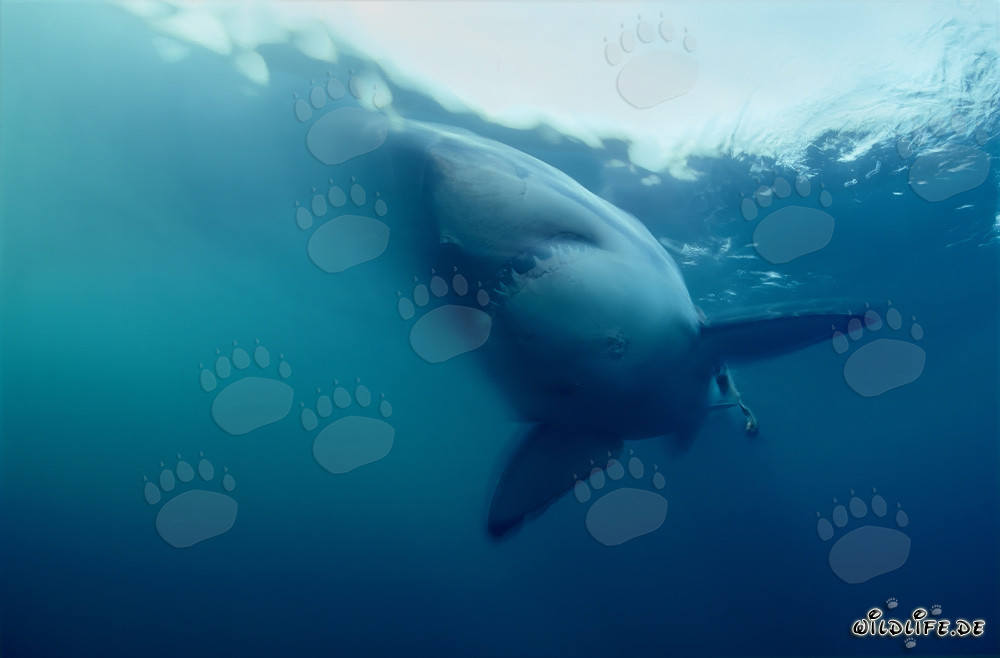 Maestoso: Il grande squalo bianco nell'oceano