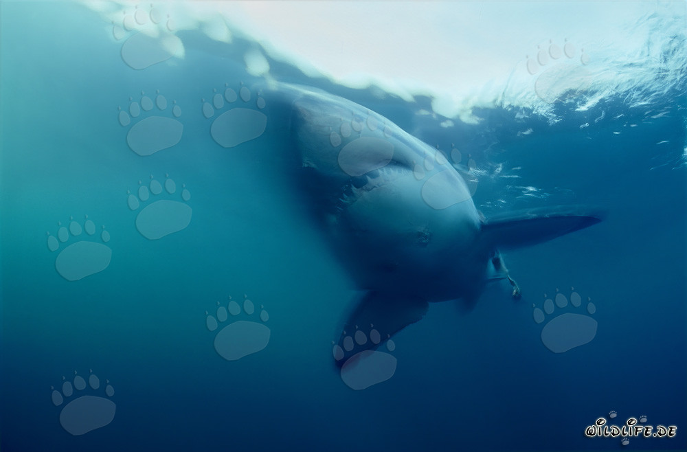 Majestic: The Great White Shark in the Ocean
