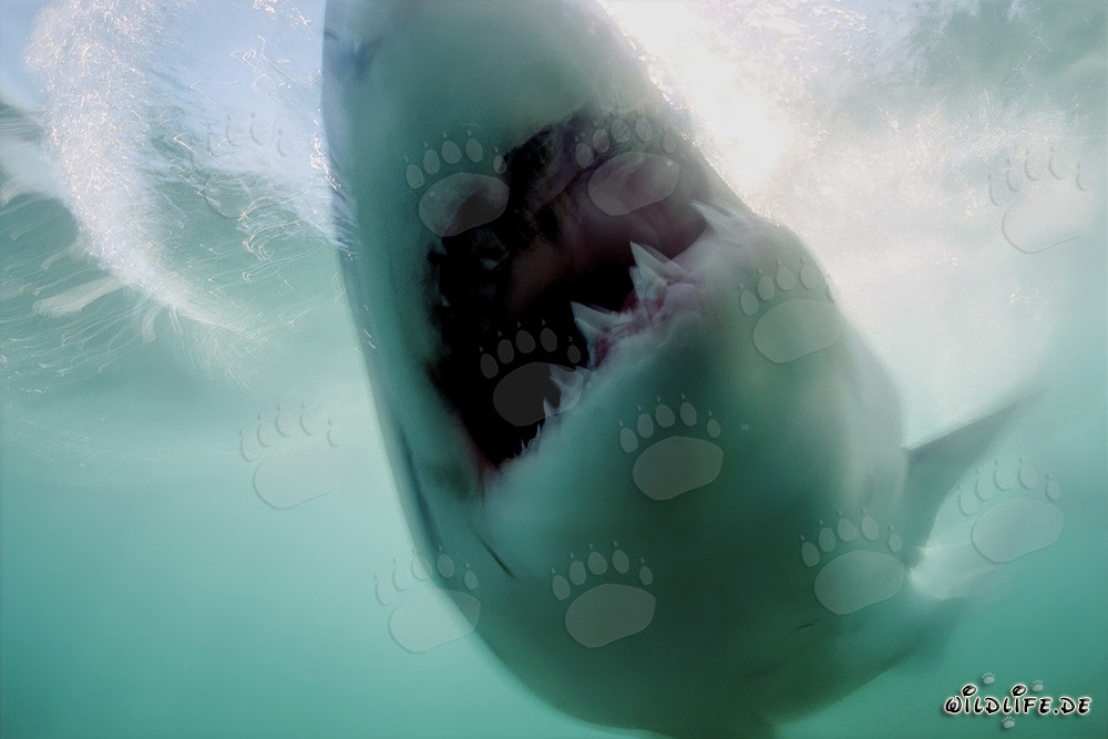 El gran tiburón blanco ha alcanzado su objetivo