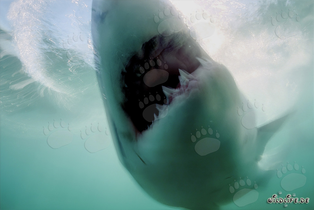 Le grand requin blanc a atteint son objectif