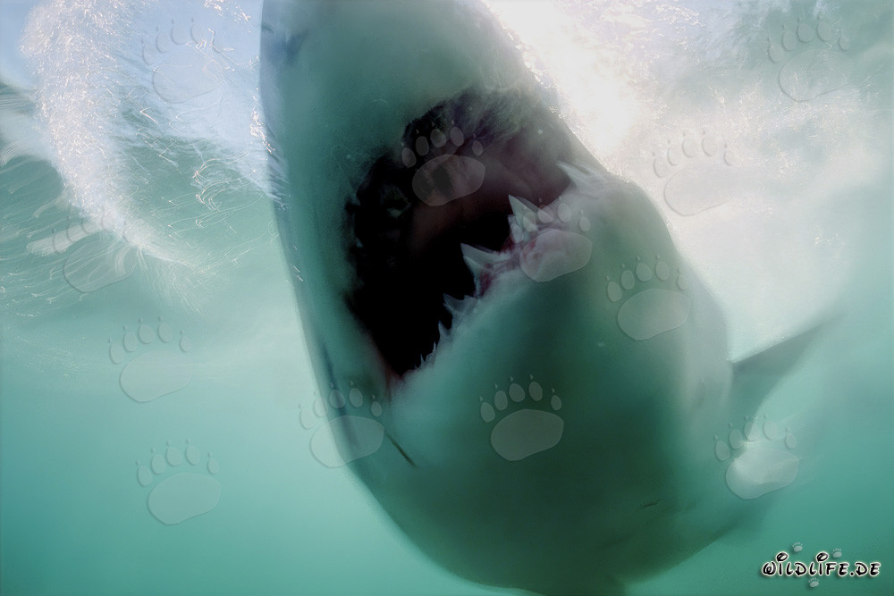The Great White shark has reached its target