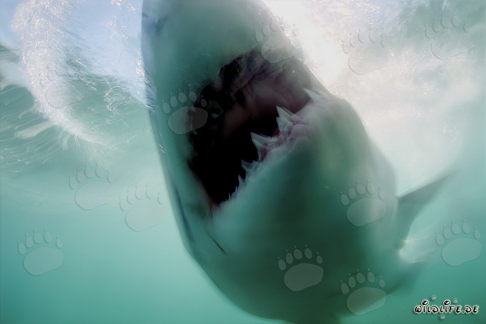 Lo squalo bianco ha raggiunto il suo obiettivo